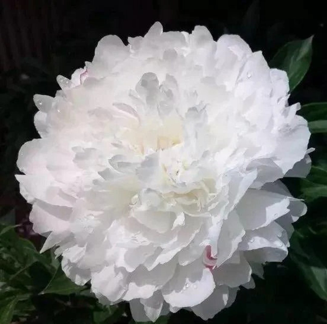 5 Peony Flower Seeds BW991010-56 - Etsy