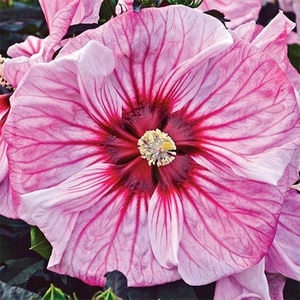 20 Hibiscus mutabilis Flower Seeds FW97015-4