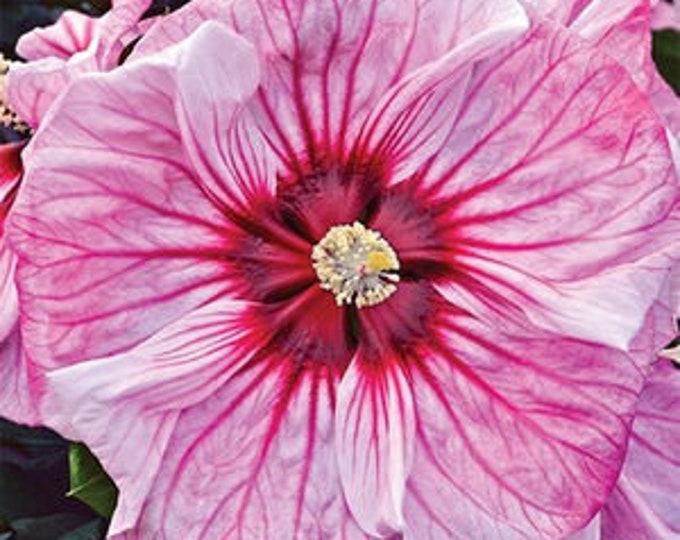 El puercoespín de Waru Hibiscus mutabilis es una planta de Indonesia