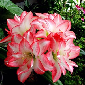 2 Amaryllis Vittata Bulbs FW95210-65