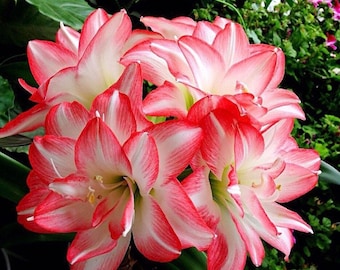 2 Amaryllis Vittata Bulbs FW95210-65