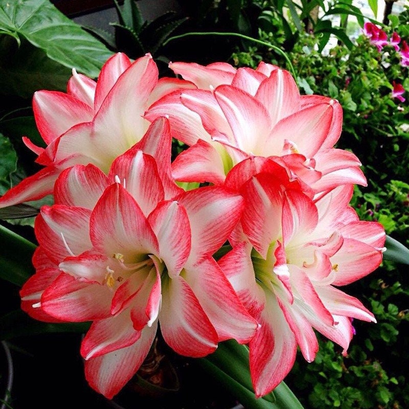 2 Amaryllis Vittata Bulbs FW95210-65 - Etsy