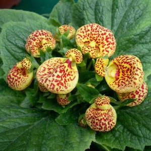 10 Rare Slipper Flower Fascination Flower Seeds EW91001-16