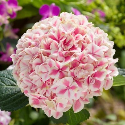 Amazon.com : Exhart Solar Pink Hydrangea Metal Hanging