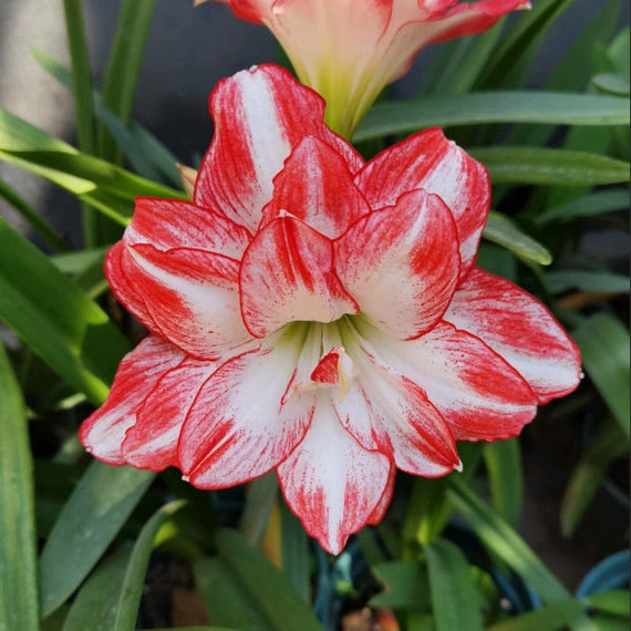 2 Amaryllis Vittata Bulbs FW95210-64 - Etsy