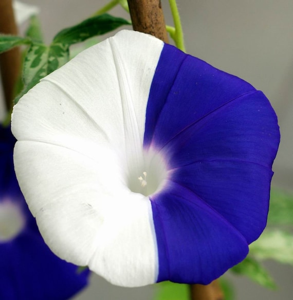 10 Morning Glory Flowers Seeds BW95002-37