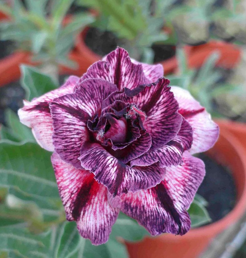 5 Rare Desert Rose Flowers Seeds FW95227-57 - Etsy