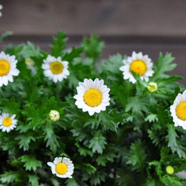 Chrysanthemum Seeds Etsy