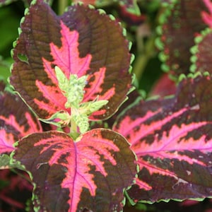 100 Rainbow Coleus Seeds F4024-16