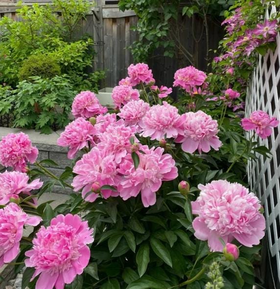 5 Peony Flower Seeds BW991010-996 - Etsy