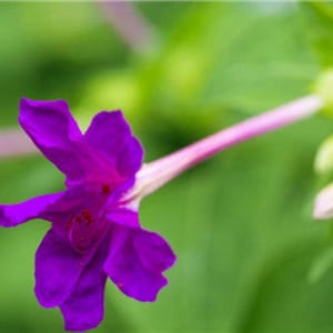 10 Jalapa Flower Seeds BW91045