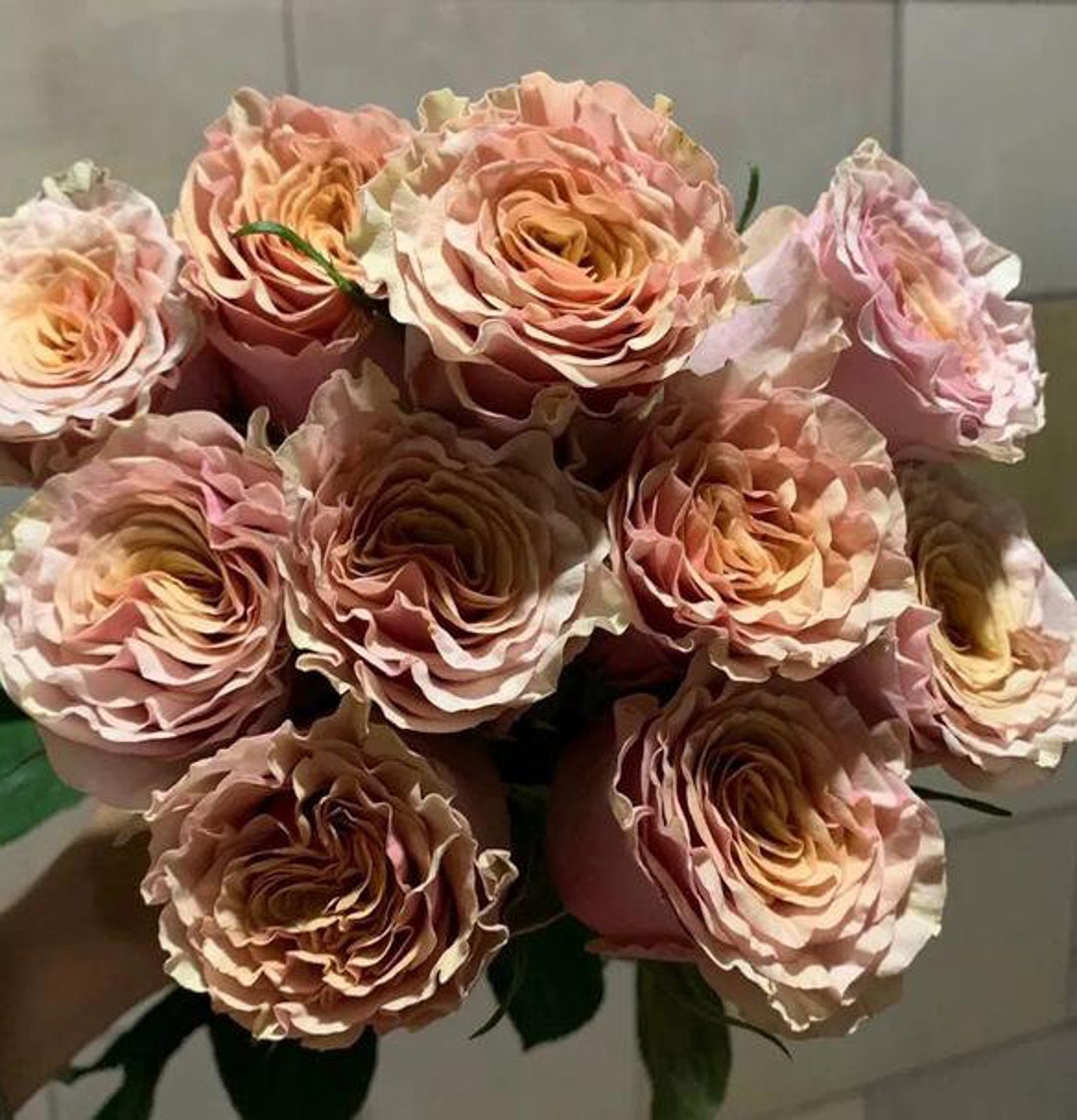 10 Rose Rosa Flower Seeds HW6109-539 - Etsy