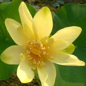 4 Lotus Seeds Water Lily Flower Seeds BW91084-2