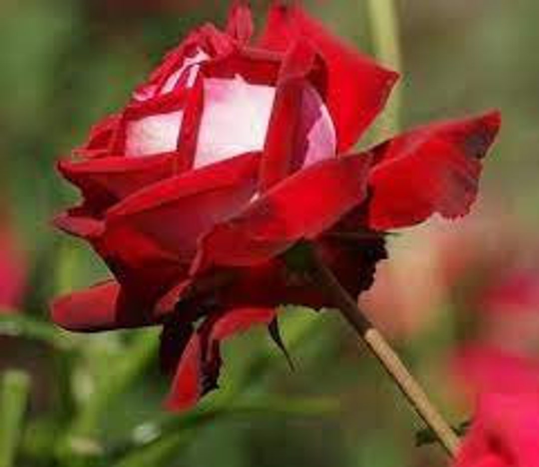 rose♡ Contemporary Hot Pink Roses