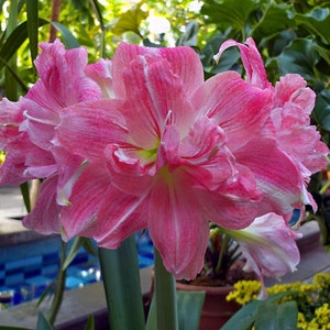 2 Amaryllis Vittata Bulbs FW95210-95