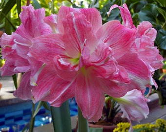 2 Amaryllis Vittata Bulbs FW95210-95