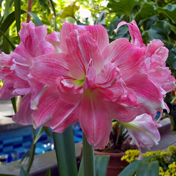 2 Amaryllis Vittata Bulbs FW95210-95