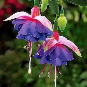 50 Fuchsia Flower Seeds FW95226-42