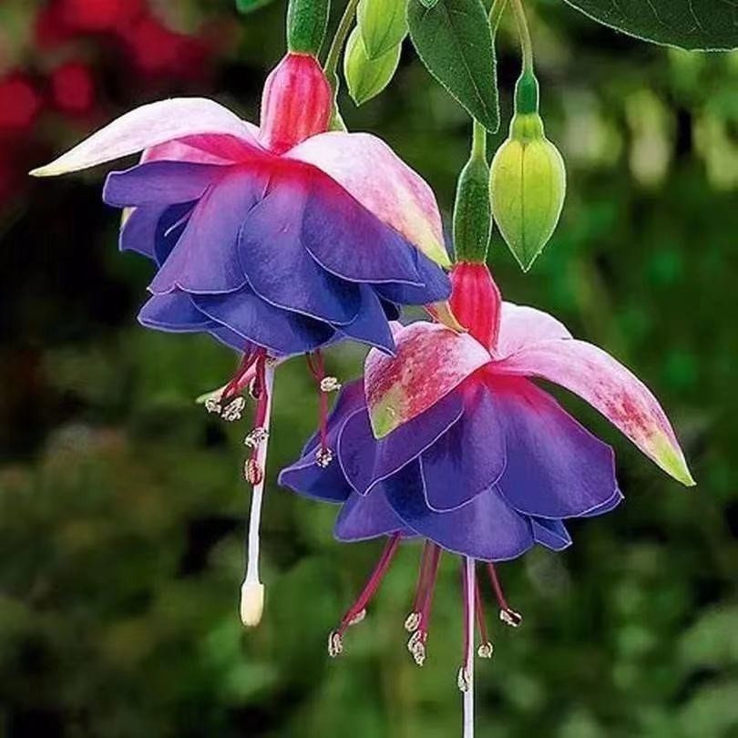 50 Fuchsia Flower Seeds FW95226-42 - Etsy 50 Fuchsia Flower Seeds FW95226-42 - Etsy