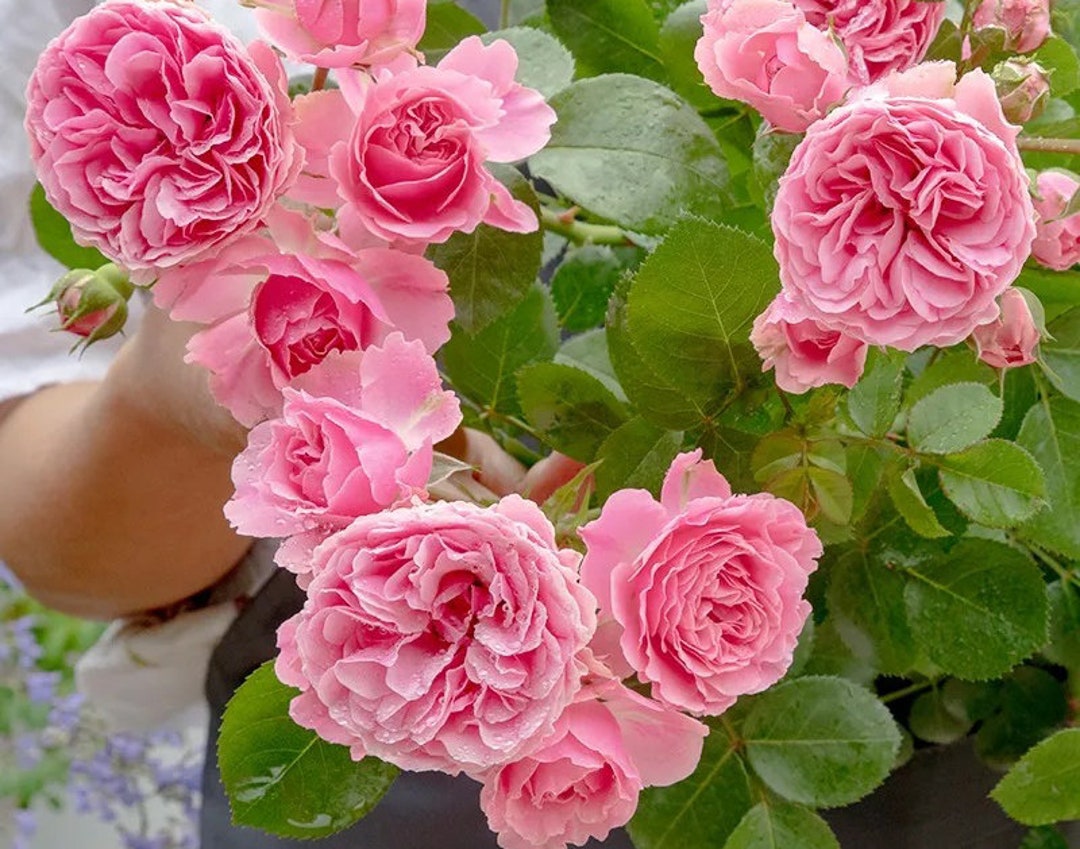 10 Pink Rose Flower Seeds BW96108 - Etsy