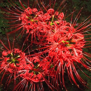 2 Lycoris radiata Bulbs FW95218-908