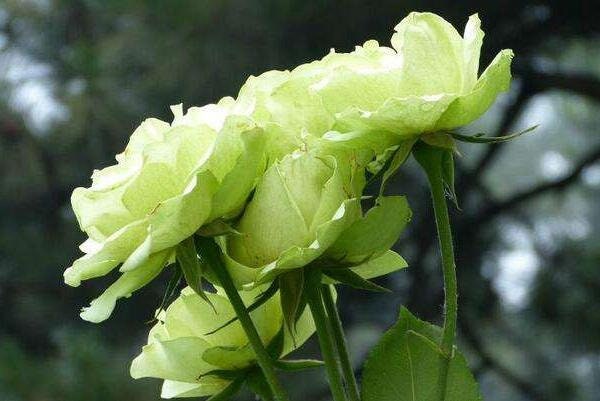 10 Green Rose Rosa Bush Shrub Perennial Flower Seeds HW91003 - Etsy