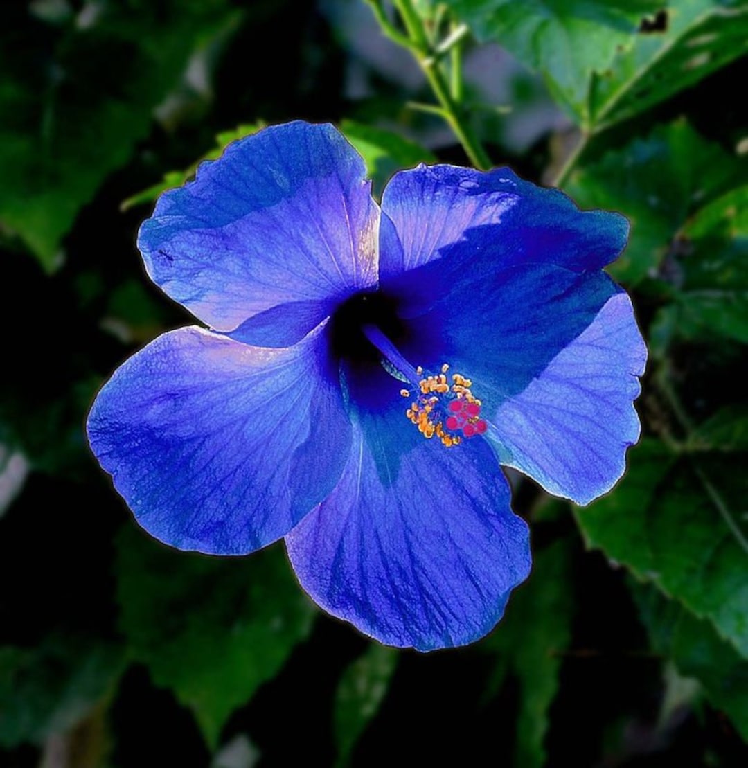 20 Hibiscus Mutabilis Flower Seeds FW93011 - Etsy