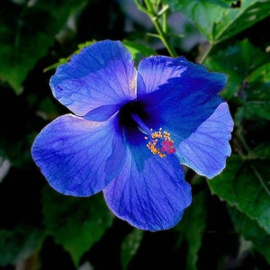 20 Hibiscus mutabilis Flower Seeds FW93011