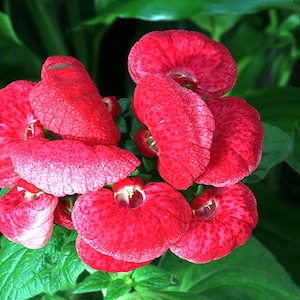 10 Rare Slipper Flower Fascination Flower Seeds EW91001-40