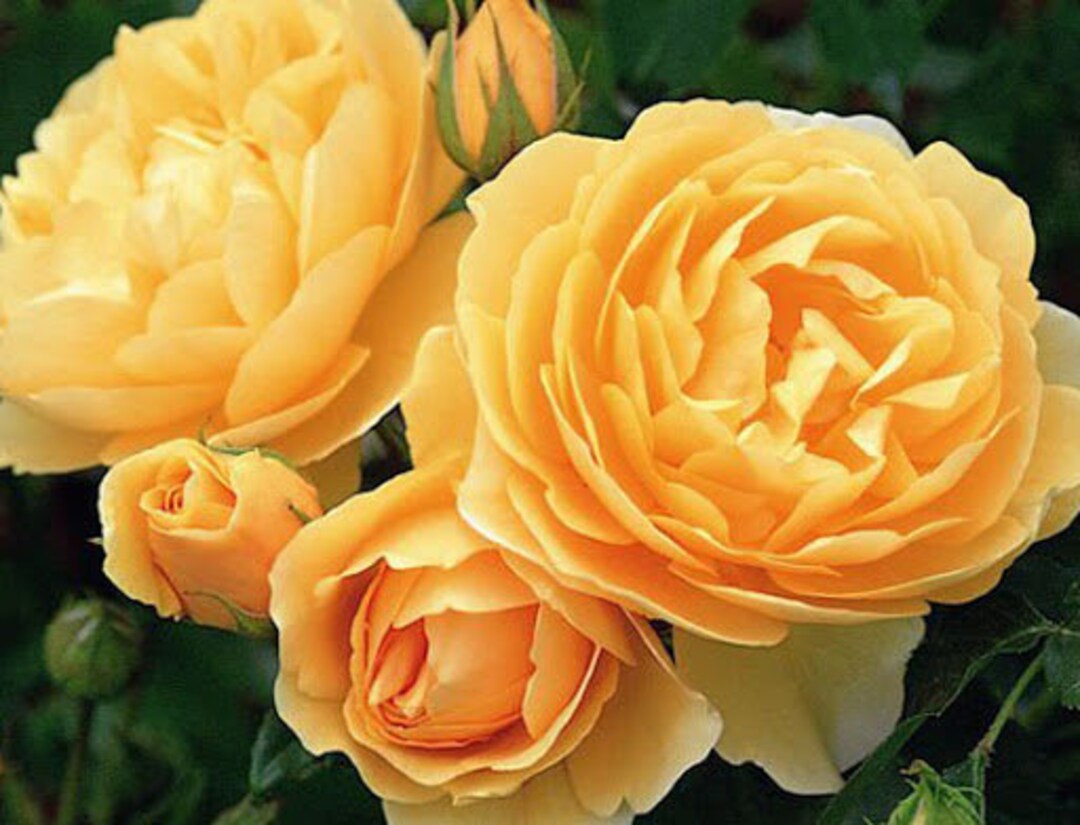 10 Orange CLIMBING ROSE Rosa Bush Seeds GW92005 Etsy