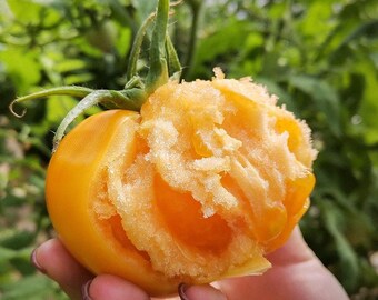 とまと様 Amazon.co.jp: [SEED] Heirloom Tomato® Cuatomate Air Loom