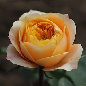 10 Yellow Rose Flower Seeds BW96109