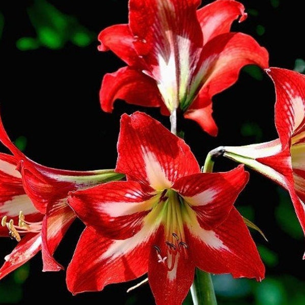 2 Amaryllis Vittata Bulbs FW95210-35