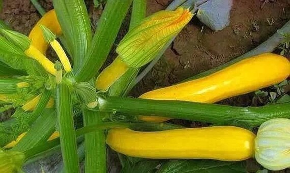 5 Golden Zucchini Yellow Courgette Vegetable Seeds VW91019 - Etsy