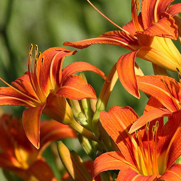 50 Tiger Tawny Orange Daylilies Seeds CW91016