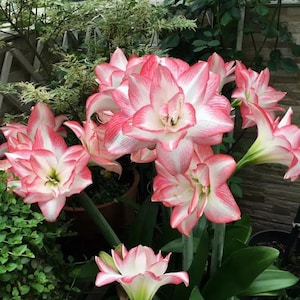 2 Amaryllis Vittata Bulbs FW95210-1