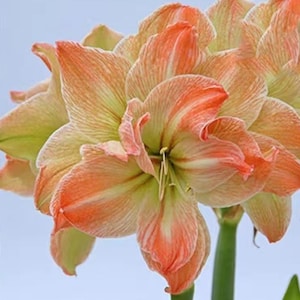 2 Amaryllis Vittata Bulbs FW95210-96