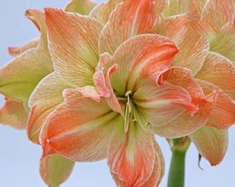 2 Amaryllis Vittata Bulbs FW95210-96