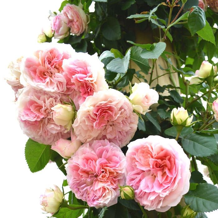 10 Pink CLIMBING ROSE Rosa Bush Seeds GW92001 - Etsy
