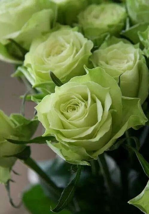 10 Green Rose Rosa Bush Shrub Perennial Flower Seeds HW91003 - Etsy