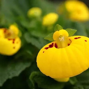 10 Rare Slipper Flower Fascination Flower Seeds EW91001-15