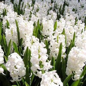 20 White Hyacinthus Seeds FW94017
