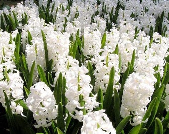 20 White Hyacinthus Seeds FW94017