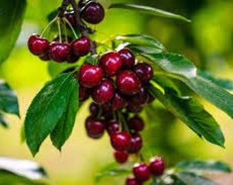 題名『Cherry』 Cherry Lane Extra Large Maraschino Cherry with Stem, 1