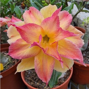 May include: A single, large, pink and yellow flower with a ruffled, layered appearance. The flower is in focus, while the background is blurred.