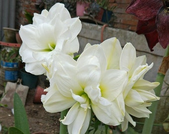 May include: A cluster of white amaryllis flowers with green centers. The flowers are in bloom and have multiple petals.