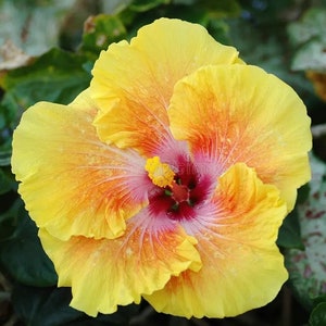 20 Hibiscus mutabilis Flower Seeds FW97015-46