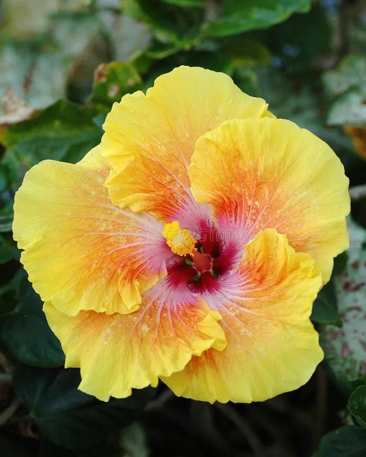 50 Semi Di Hibiscus Mutabilis (Rosa Confetto) - Fiore Rosso, Da Giardino - Tu Propio Jardín - Foto 2