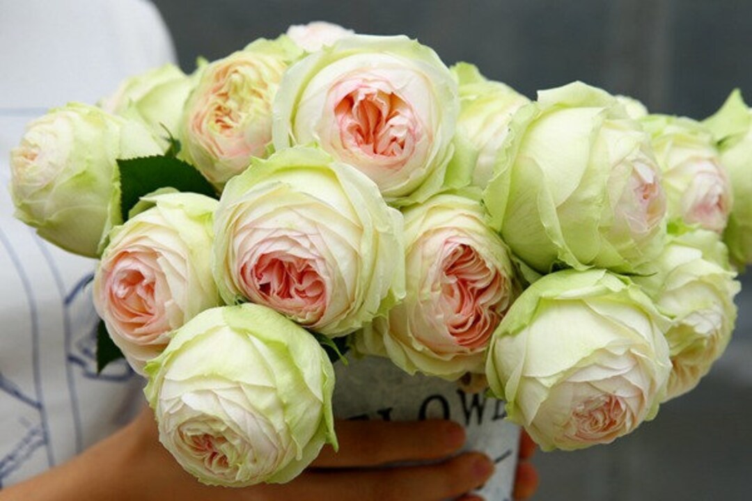 10 Rose Rosa Bush Shrub Perennial Flower Seeds HW94010 - Etsy Canada