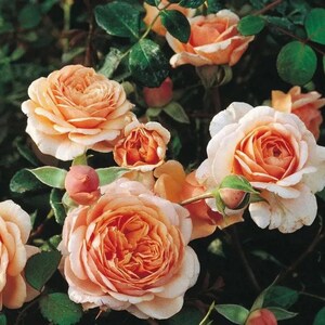 10 Rare Rose Flower Seeds BW94013